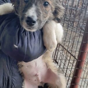 FUTURO - reserviert Tierhilfe Lebenswert DR 07.03. - vermittelt