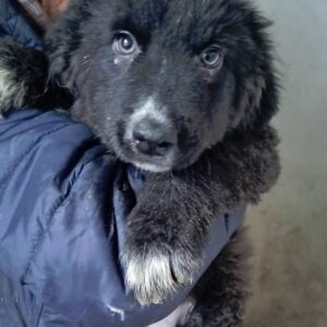 JOKER - reserviert für Tierhilfe Lebenswert - vermittelt