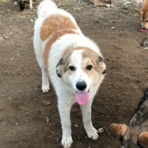 BENNY - ausgereist zum TH Filderstadt