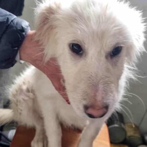 RUBIA - reserviert Tierhilfe Lebenswert DR 09.02. - vermittelt