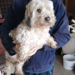 WOOZLE - reserviert Tierhilfe Lebenswert DR 11.02. - vermittelt