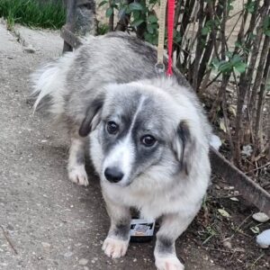 HOLLY (*Sascha) - reserviert Tierhilfe Lebenswert DR 28.02. - vermittelt