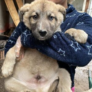 BARI - reserviert Kinder- und Tierschutzhof Hahnenberg - vermittelt