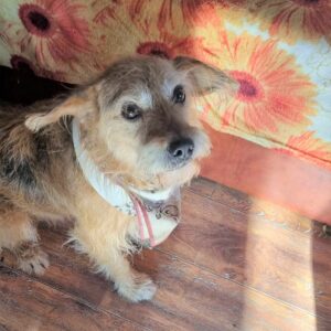 POSSY - vermittelt 04/23