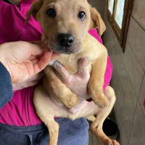 WILLY - reserviert Vergessene Pfoten Stuttgart - vermittelt