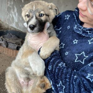 PATOU - reserviert LS - vermittelt