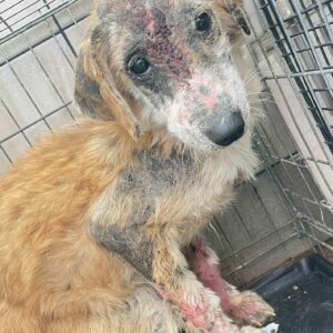 TILLY - sollte zeitnah reisen - reserviert Second Chance Dogs - vermittelt