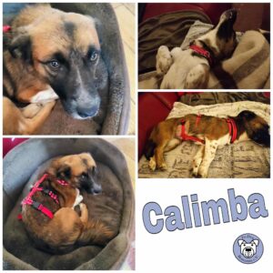 Calimba in 60386 Frankfurt am Main *vermittelt*