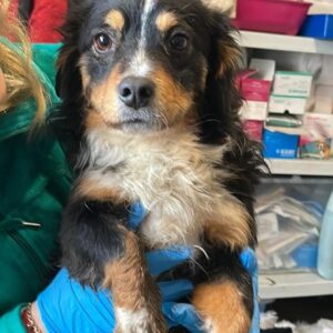 CHUCK - reserviert TH Ahrweiler - vermittelt