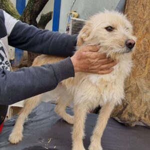 COCOLINA - reserviert für Tierhilfe Lebenswert - vermittelt