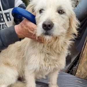 ALFREDO - reserviert TST Rösrath - vermittelt