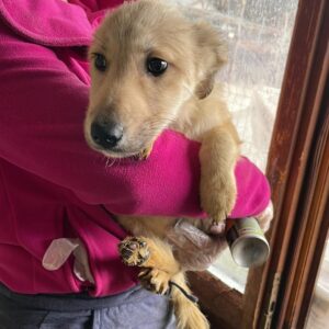 ISOLDE - auf PDR PS im PLZ Bezirk 27 *vermittelt*