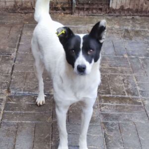 TEEJA - reserviert TST Rösrath - vermittelt