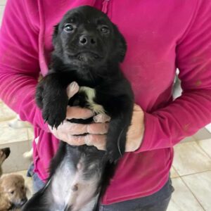 O'MELLEY - auf Pflegestelle in PLZ 33 *vermittelt*