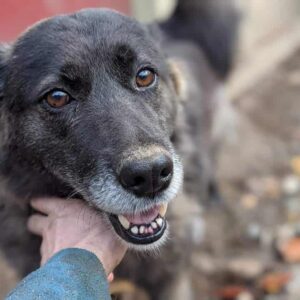 LUPI - reserviert TH Andernach - vermittelt