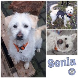 Senia in 56130 Bad Ems *vermittelt*