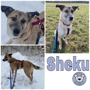 Sheku in 86179 Augsburg *vermittelt*