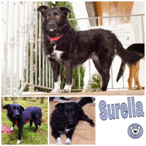 Surelia in 78713 Schramberg *vermittelt*