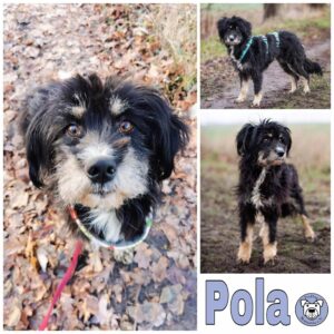 Pola in 18311 Ribnitz Damgarten *vermittelt*