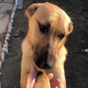 LORELEY - vermittelt Betty