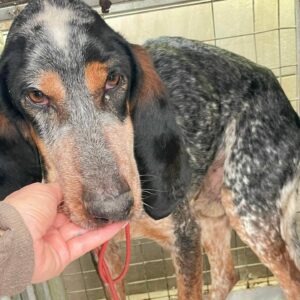 LIAM - reserviert Vergessene Pfoten Stuttgart - vermittelt