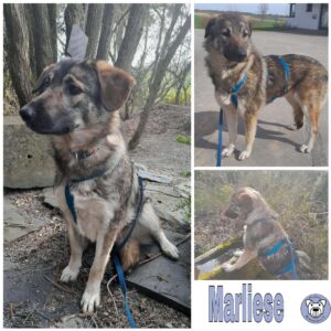 Marliese in 34474 Diemelstadt - vermittelt