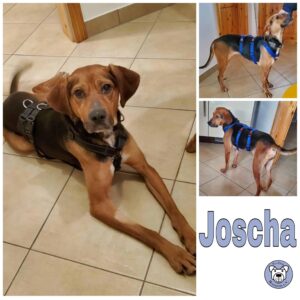 Joscha in 17493 Greifswald *vermittelt*