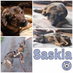 Saskia in 64395 Brensbach - vermittelt