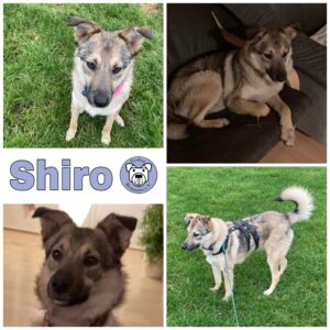 Shiro in 24354 Rieseby - vermittelt