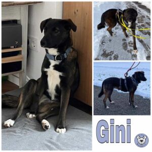 Gini in 83064 Raubling *vermittelt*