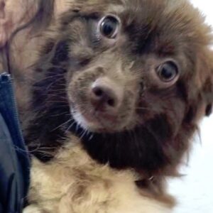 YVI - reserviert Tierhilfe Lebenswert DR 18.02. - vermittelt