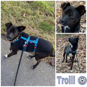 Trolli in 18311 Ribnitz Damgarten - vermittelt