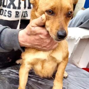 SMILE - reserviert Kathleen Müller - vermittelt