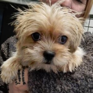 JAVIA - reserviert für Tierhilfe Lebenswert DR - vermittelt