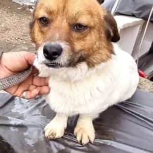 SNACKS - reserviert TH Ahrweiler - vermittelt