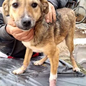 VOX - vermisst 08/23