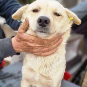 CAITLYN - reserviert Kathleen Müller - vermittelt