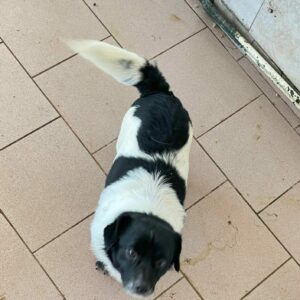 DUXY - reserviert TH Ahrweiler - vermittelt