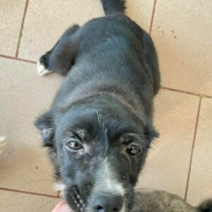 SVALA - auf Pflegestelle in PLZ 34 *vermittelt*