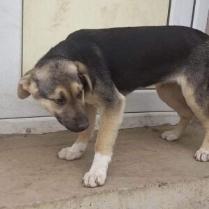 SWEETHEART - vor Ort vermittelt 06/23