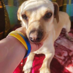 LUCI - auf Pflegestelle in PLZ 18 *vermittelt*