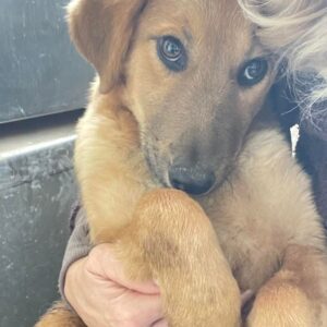 FINYA - reserviert LS - vermittelt