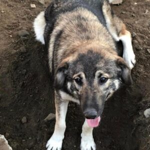 MARLIESE - Mobbingopfer - auf Pflegestelle in PLZ 34 - vermittelt