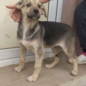 HIGGS - vor Ort vermittelt 06/23