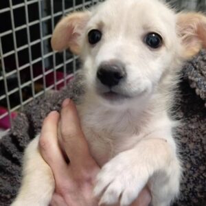 SNOWY - reserviert für Tierhilfe Lebenswert DR - vermittelt