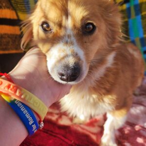 MANGO - auf Pflegestelle in PLZ 18 *vermittelt*