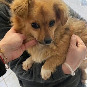 BJALLA - reserviert LS - vermittelt