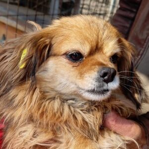 GLANNA - reserviert für TSV Andernach - vermittelt