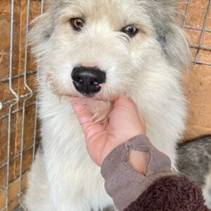 STRUWEL - reserviert TH Koblenz - vermittelt