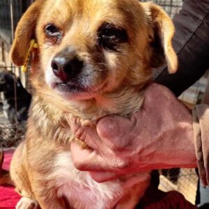 BLOSSI - reserviert für TSV Andernach - vermittelt